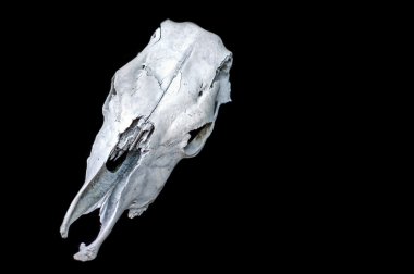 Siyah bir zemin üzerine beyaz inek kafatası