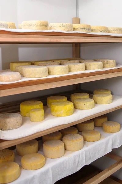 Sýr na mléčné výrobky, sýry zrát na dřevěné regály — Stock fotografie zdarma