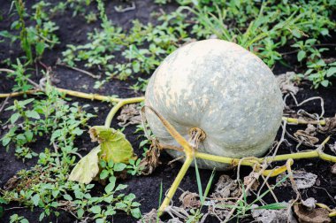 Kabak çiftlikte hasat