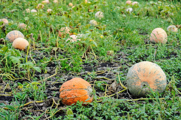 pumpkin harvesting on the farm