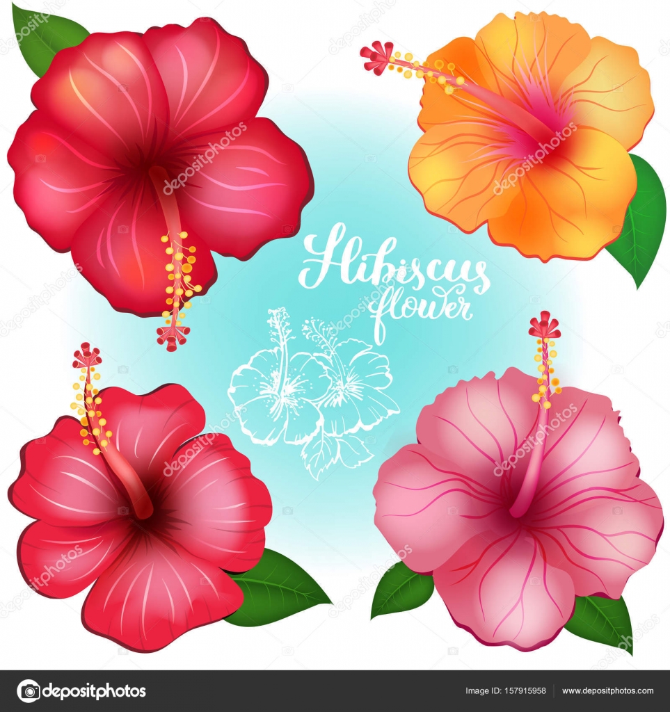 Fiori esotici colorati Hibiscus — Vettoriale Stock
