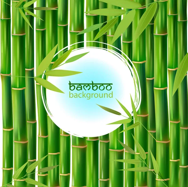 Bambuspflanze und Schriftzug — Stockvektor