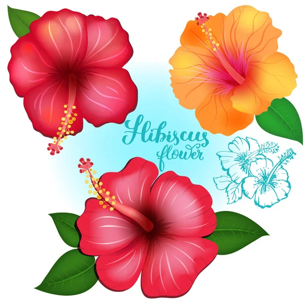 Színes egzotikus virágok Hibiscus — Stock Vector