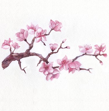 Flowering sakura branch, watercolor hand drawn illustration