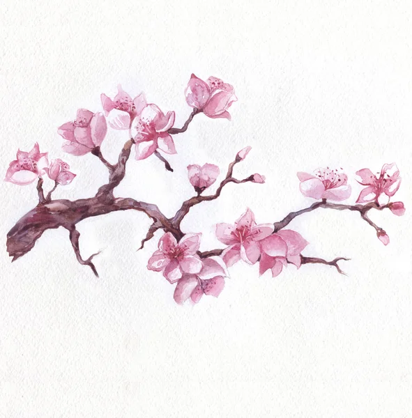 Flowering sakura branch, watercolor hand drawn illustration — Stok fotoğraf