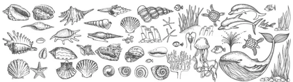一大堆贝壳和海生动物 — 图库矢量图片