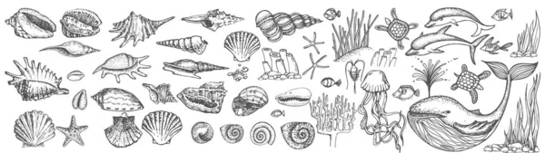 Big set of shells and sea animals — Stock Vector