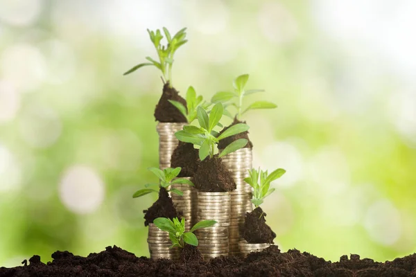 Gröna växter som växer på högar av mynt — Stockfoto