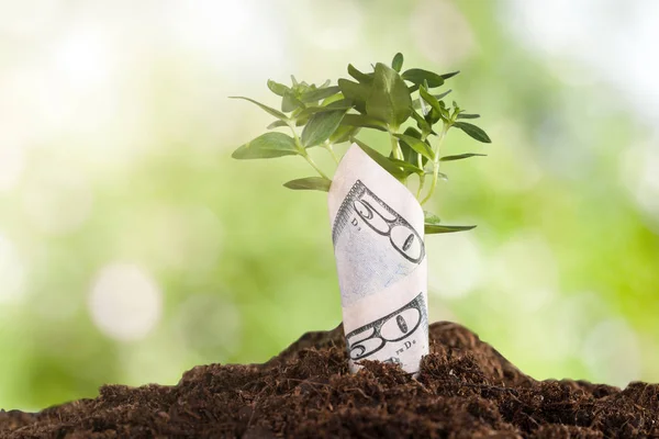 Sapling wrapped in dollar bill — Stock Photo, Image