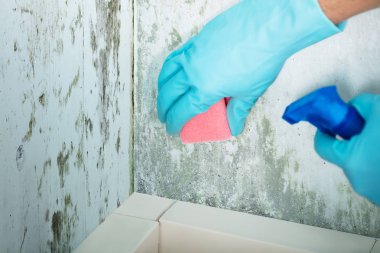 Person Cleaning Moldy Wall clipart
