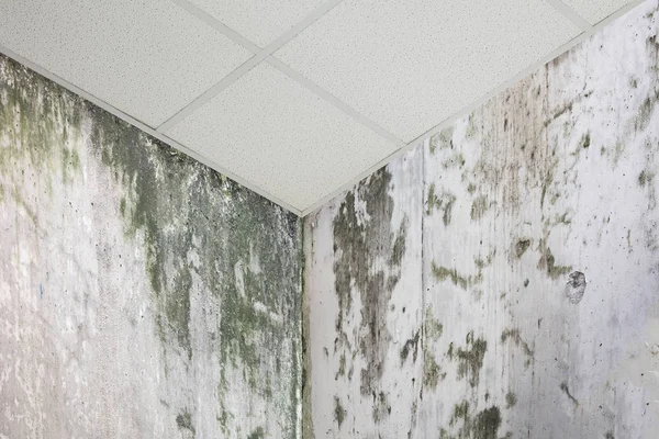 Canto da parede com molde — Fotografia de Stock