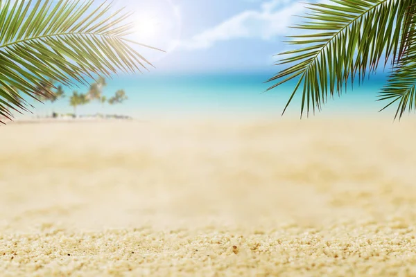 Palmové listy na pláži — Stock fotografie