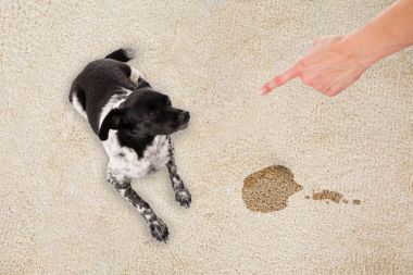 Elevated View Of Hand Pointing Toward The Dog Sitting On White Dirty Carpet clipart