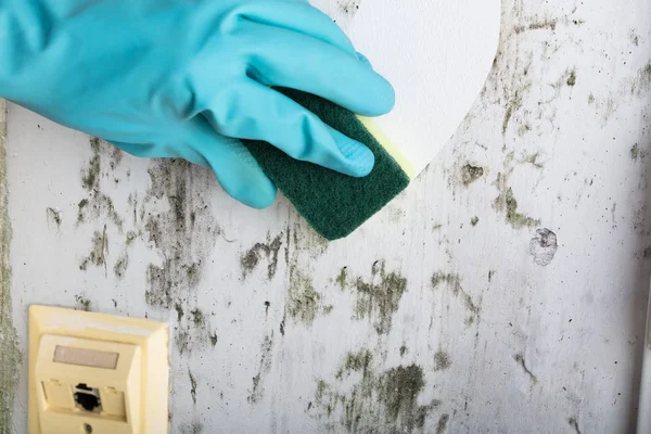 Housekeeper Cleaning Mold — Stock Photo, Image