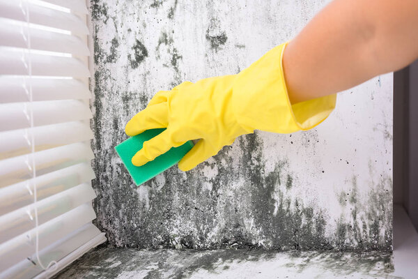 Close-up Of Woman Cleaning Mold From Wall Using Spray Bottle And Sponge