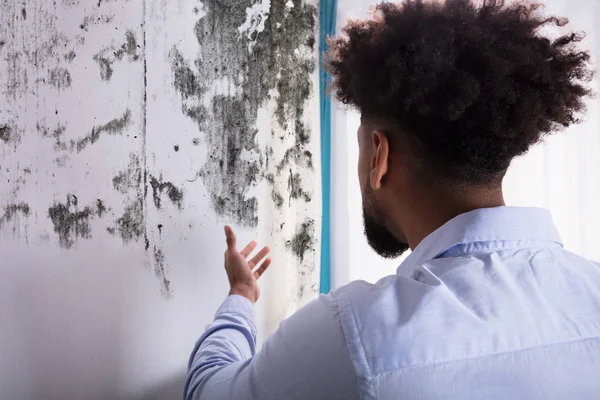 Rear View Young Man Looking Mold Wall — Stock Photo, Image