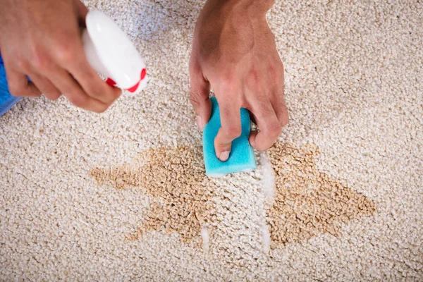 Janitor Cleaning Stain Carpet Sponge — Stock Photo, Image