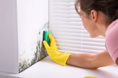 Close-up Of Woman Cleaning Mold From Wall Using Spray Bottle And Sponge clipart