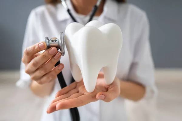 Foto Doutor Que Examina Modelo Dente Nas Mãos — Fotografia de Stock