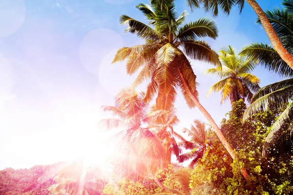 Vista Panorámica Palmeras Con Destello Lente Contra Cielo Azul Claro — Foto de Stock