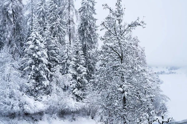 Kışın Karla Kaplanmış Ağaçlar Noel Arkaplanı — Stok fotoğraf