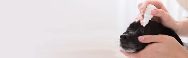 Vet Applying Eye Drop Dog Eye — Stock Photo, Image