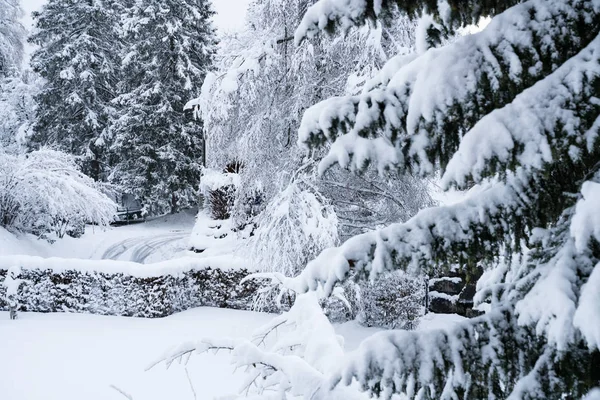 Kışın Karla Kaplanmış Ağaçlar Noel Arkaplanı — Stok fotoğraf