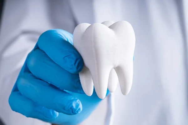 Dentista Guantes Mostrando Modelo Diente Saludable — Foto de Stock