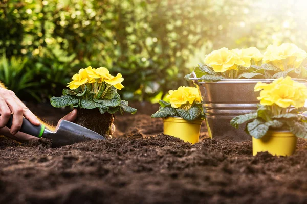 Bauer Pflanzt Blumen Den Boden Garten — Stockfoto