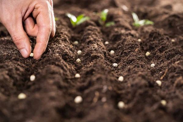 Mano Del Agricultor Plantando Semillas Suelo Filas — Foto de Stock