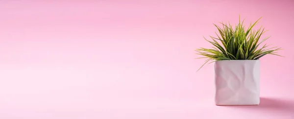 Foto Van Plant Pot Roze Achtergrond — Stockfoto