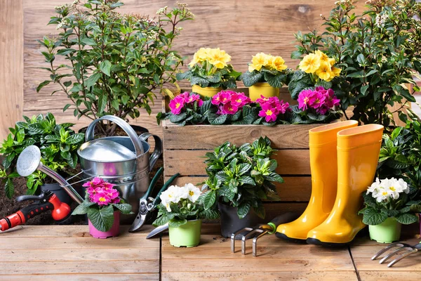 Trädgårdsredskap Och Blommor Redo Att Planteras — Stockfoto