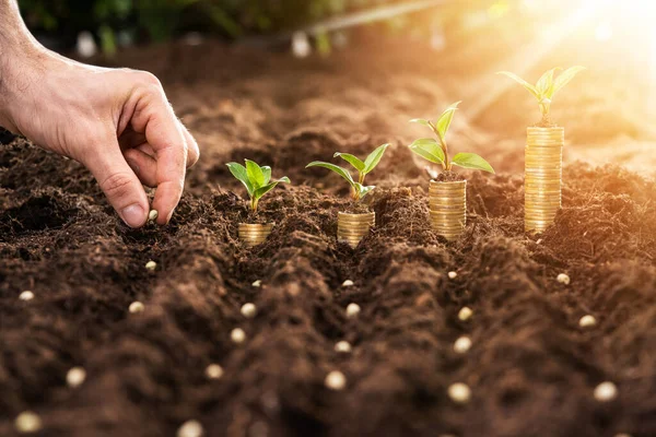 Farmer Hand Planting Seeds Soil Rows — Stock Photo, Image