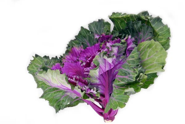 Kale cabbage button hole isolated — Stock Photo, Image