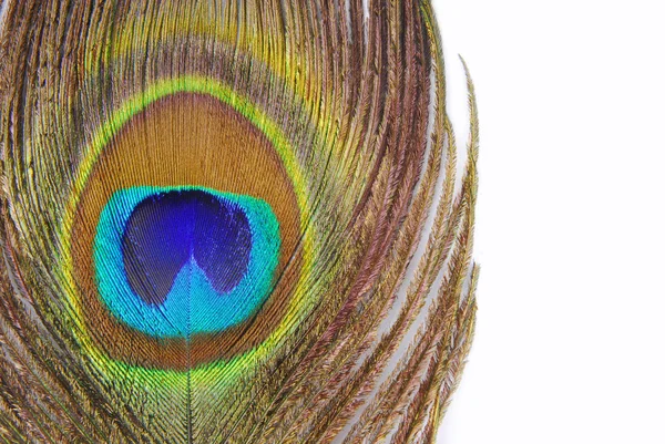 Tavus kuşu tüyü closeup