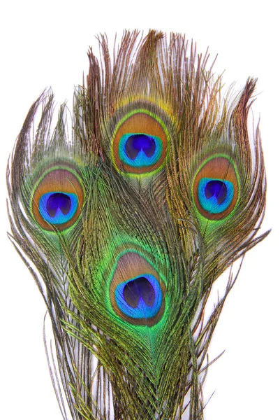 Closeup of the peacock feathers — Stock Photo, Image