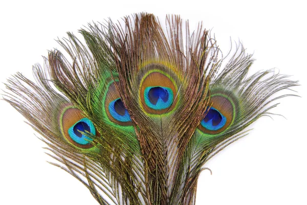 Peacock peří izolované na bílém — Stock fotografie