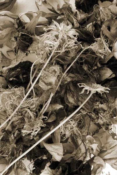 Gedroogde bloem sepia-achtergrond — Stockfoto