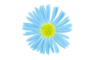 flower isolated on white clipart