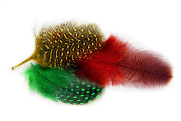 Feathers covert plumage isolated — Stock Photo, Image