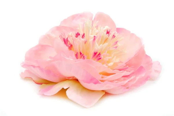 Peony pink isolated on white — Stock Photo, Image