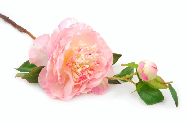 Peony pink isolated on white — Stock Photo, Image