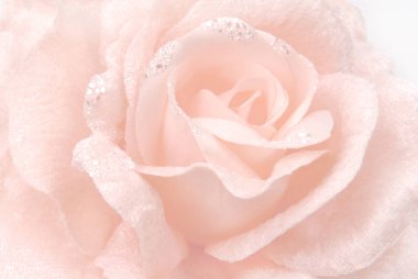 Gül yumuşak odak doku