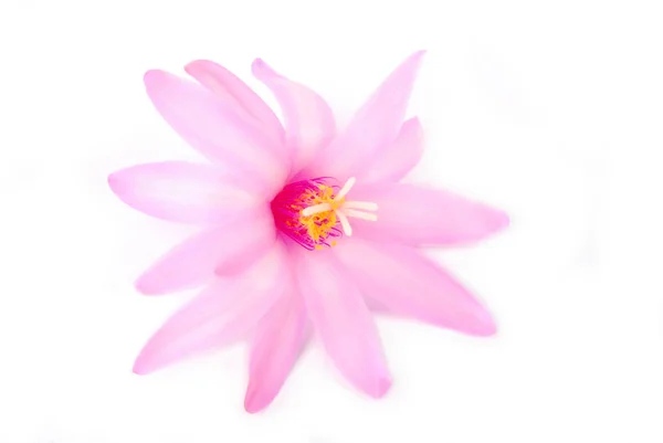 Cactus Flower Roze Geïsoleerd Wit — Stockfoto