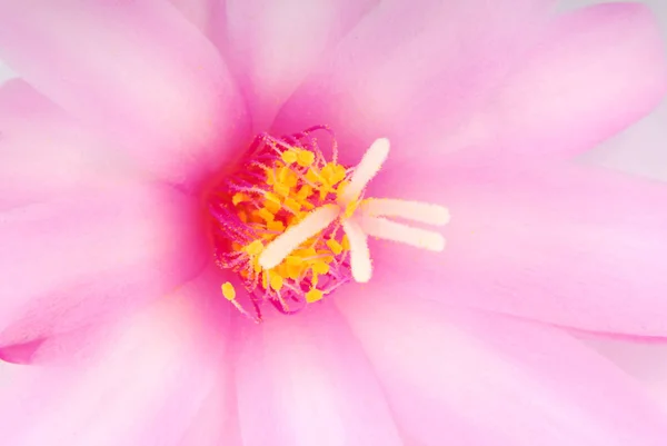 Makro Pembe Kaktüs Çiçeği — Stok fotoğraf