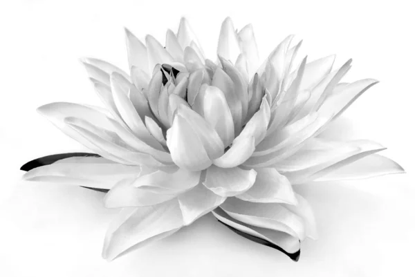 Black White Flower — Stock Photo, Image