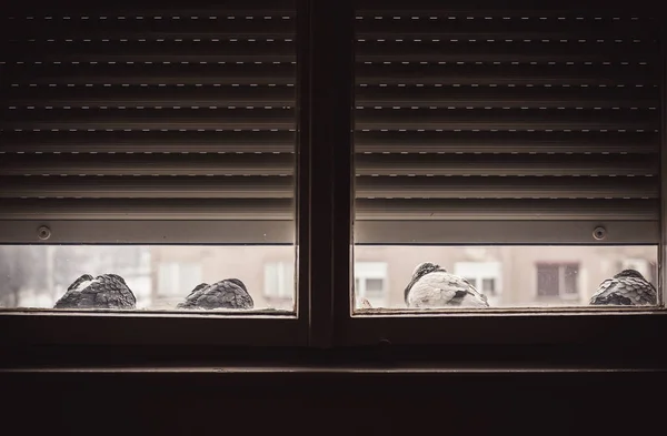 Čtyři holuby před oknem — Stock fotografie