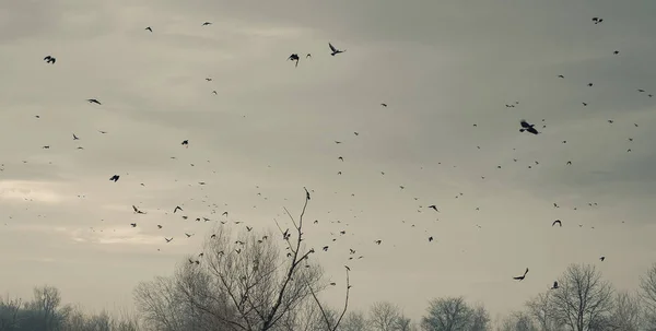 Un troupeau d'oiseaux — Photo