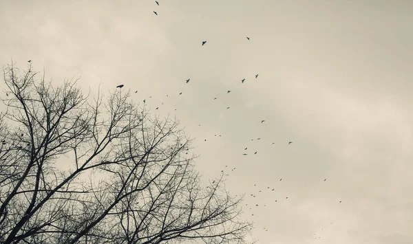Een zwerm vogels — Stockfoto