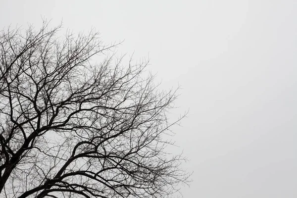 Brunches aux arbres et ciel — Photo
